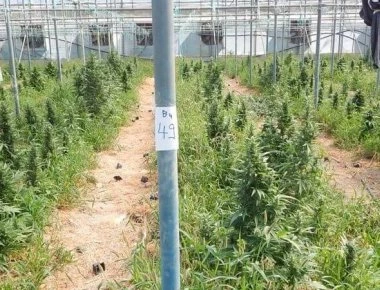 Εύβοια: 10 θερμοκήπια με 1500 χασισόδεντρα ανακάλυψε η ΕΛΑΣ